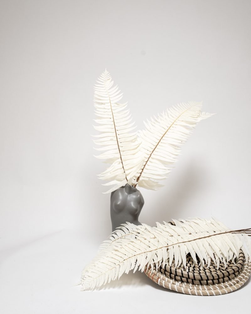 Ormbunke Blekt Vit – Konserverade Växter, Flora Grossist, torkade-blommor