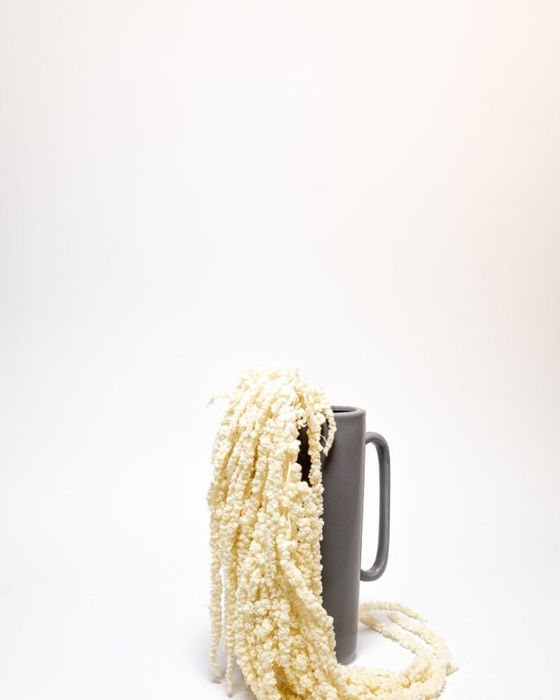 Amaranthus – Blekt Vit – Evighetsväxter, Flora Grossist, konserverade-blommor