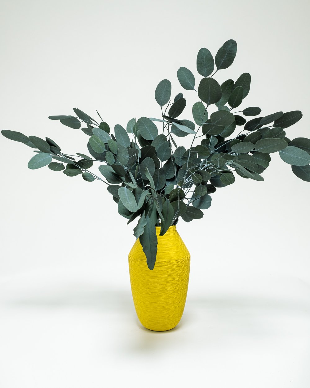 Eucalyptus Populus Grön, Flora Grossist, konserverade-blommor