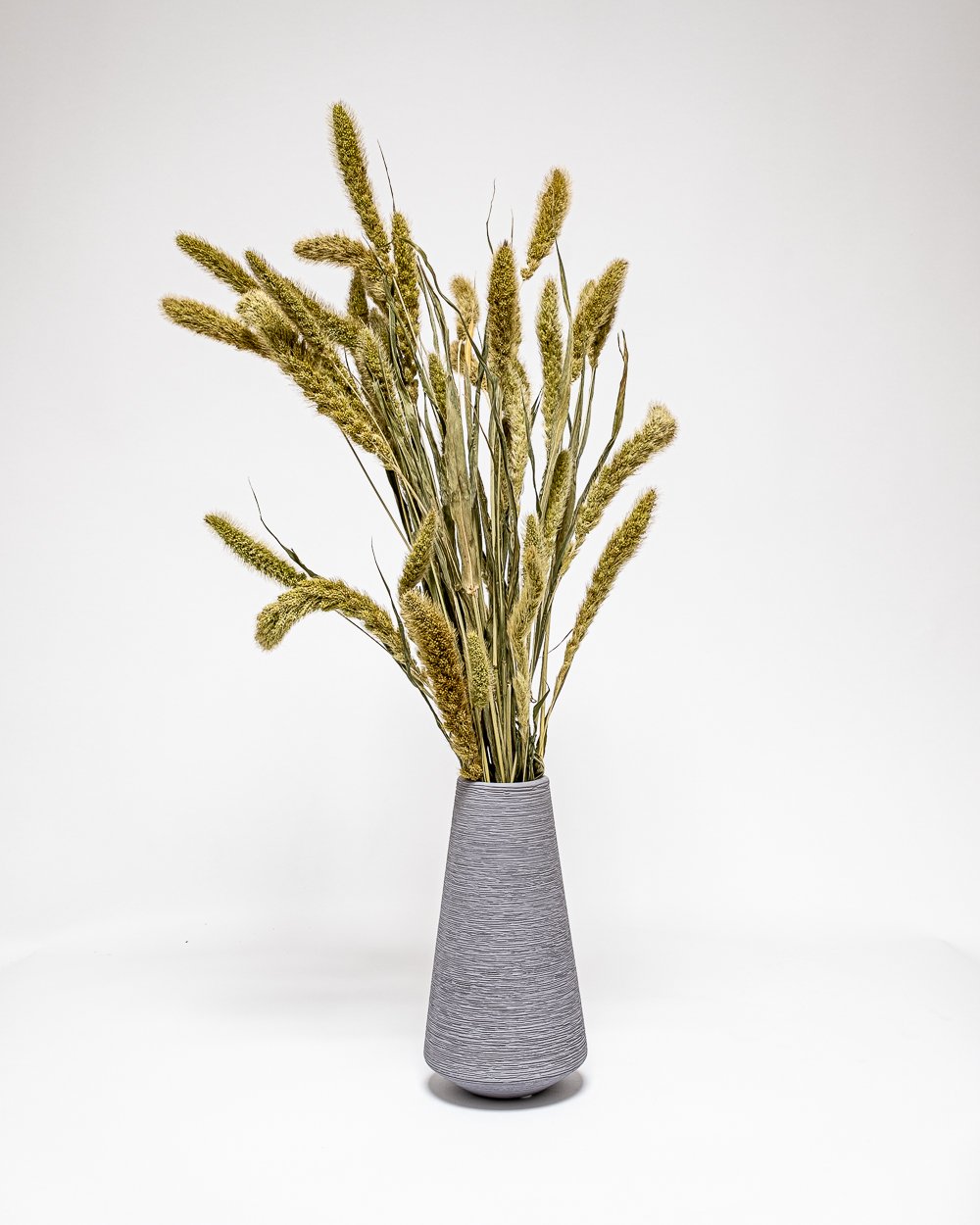 Setaria Naturell – Torkade Blommor, Flora Grossist, torkade-blommor