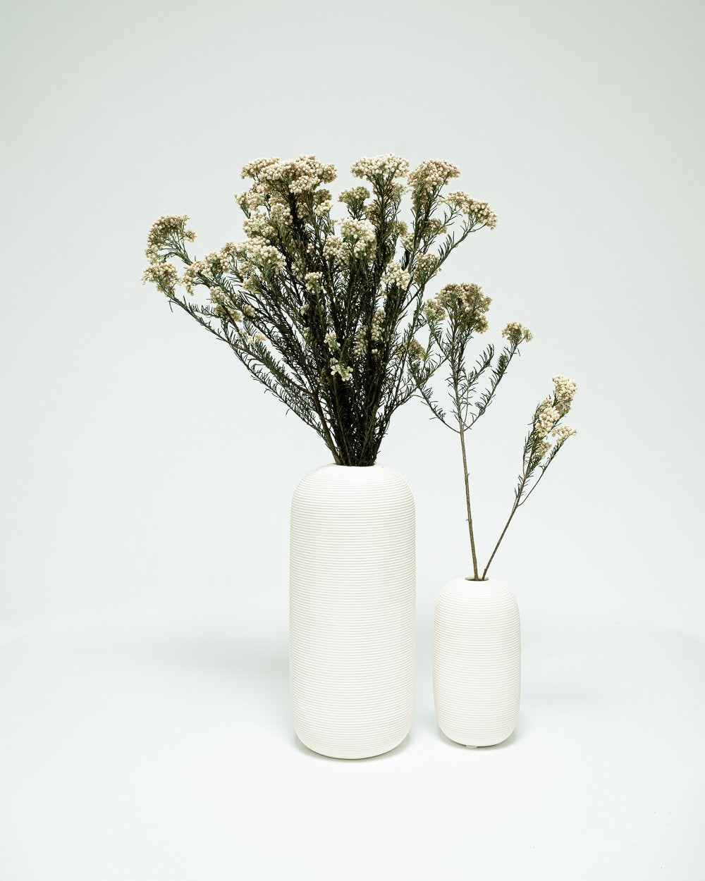 Diosmi Vit – Konserverade Blommor, Flora Grossist, torkade-blommor