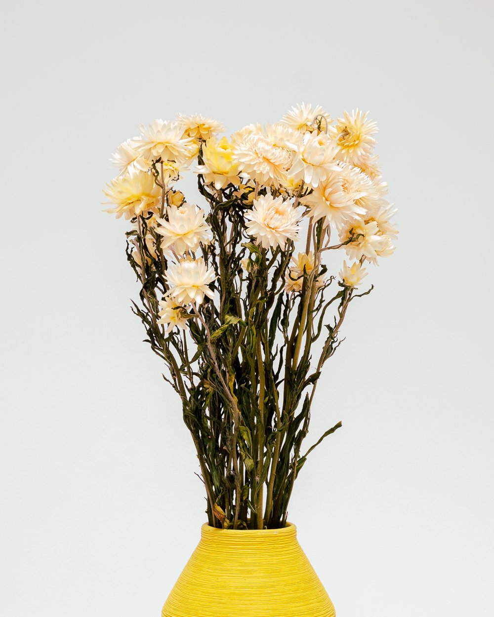 Jätte Eternell Helichrysum Vit – Torkade Blommor, Flora Grossist, torkade-blommor