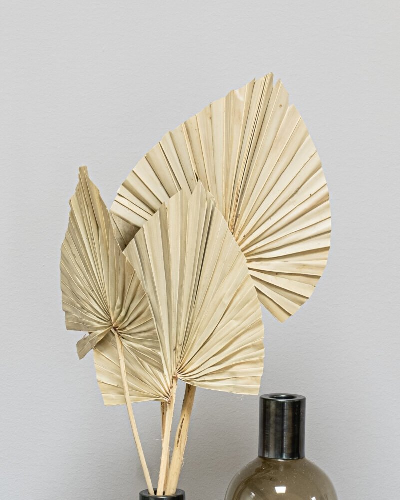 Palm Spear 5 St.- Naturell, Flora Grossist, torkade-blommor