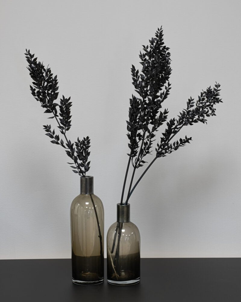 Ruscus Svart – Torkade Blommor, Flora Grossist, torkade-blommor