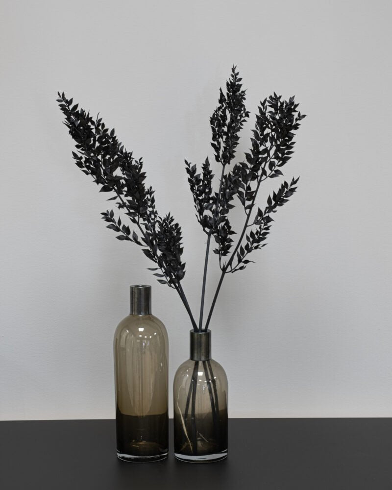 Ruscus Svart – Torkade Blommor, Flora Grossist, torkade-blommor