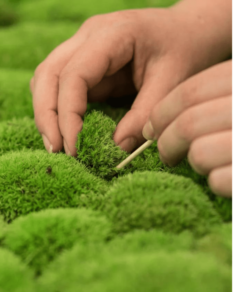 Bollmossa Grön – Konserverade Mossa, Flora Grossist, konserverade-blommor