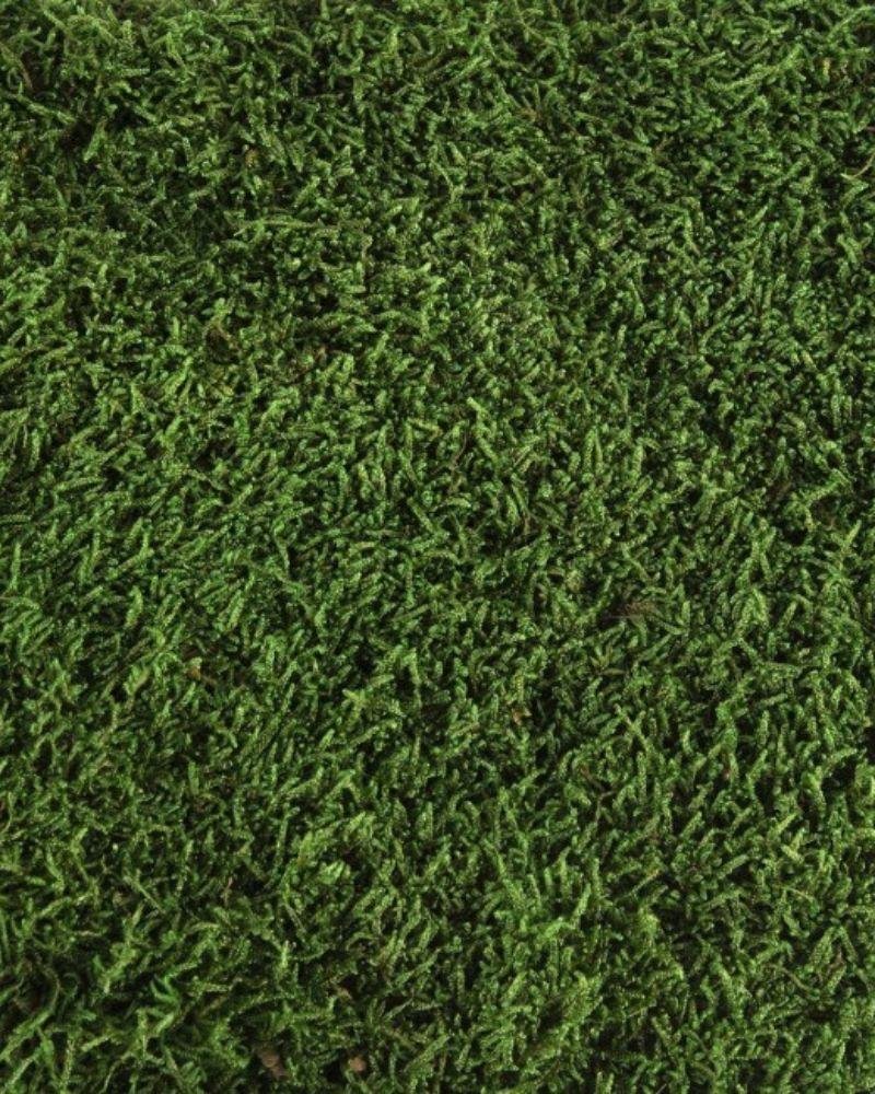 Mossplatta Grön – Bulk– Konserverade Mossa, Flora Grossist, konserverade-blommor