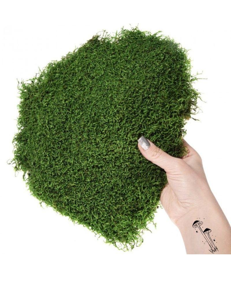 Mossplatta Grön – Bulk– Konserverade Mossa, Flora Grossist, konserverade-blommor