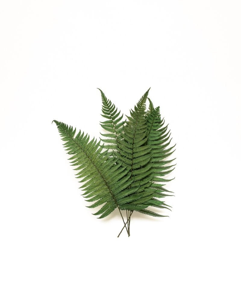 Ormbunke Grön- 5 St., Flora Grossist, konserverade-blommor