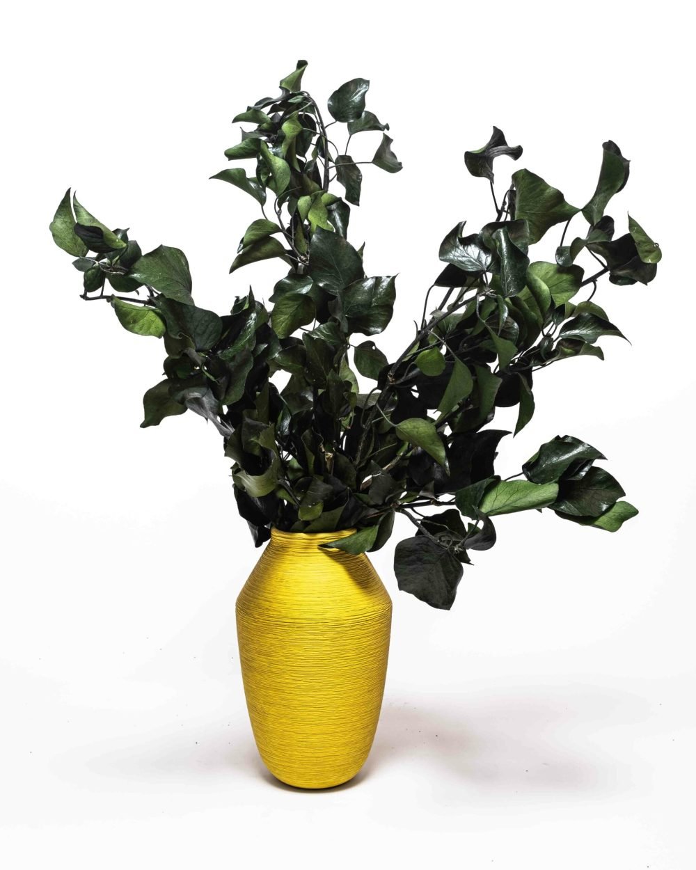 Murreva Ivy – Konserverade Växter, Flora Grossist, konserverade-blommor