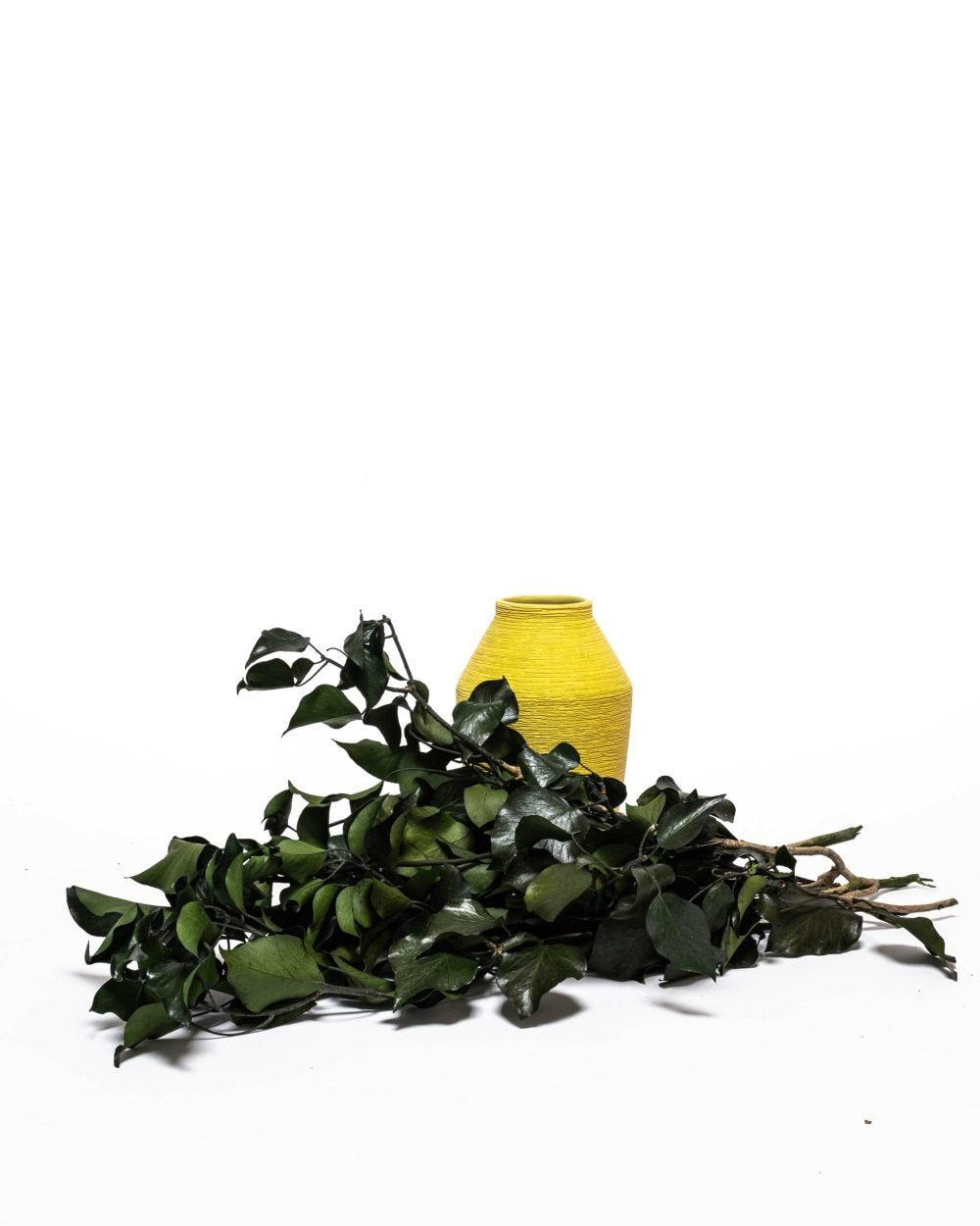 Murreva Ivy – Konserverade Växter, Flora Grossist, konserverade-blommor