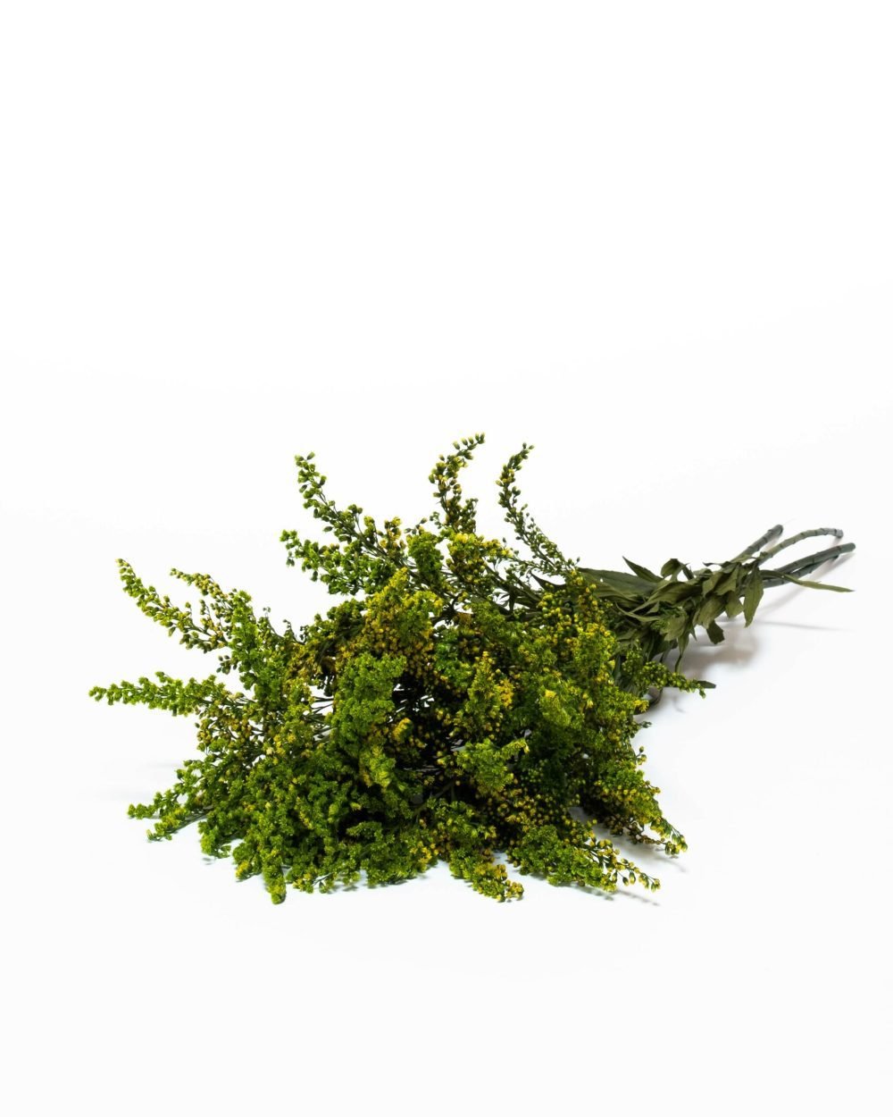 Solidago Grön – Konserverade Växter, Flora Grossist, konserverade-blommor