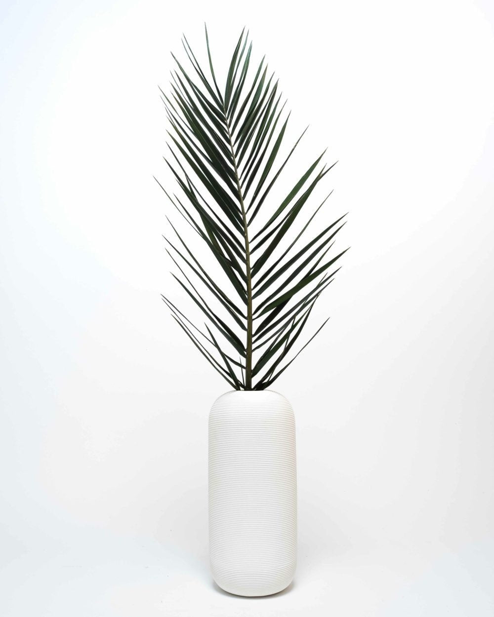 Phoenix Palm – Grön, Flora Grossist, konserverade-blommor