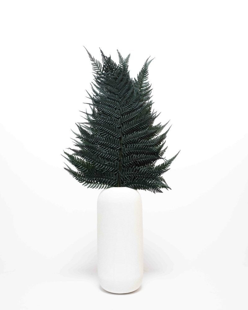 Ormbunke Brilliant – Konserverade Växter, Flora Grossist, torkade-blommor