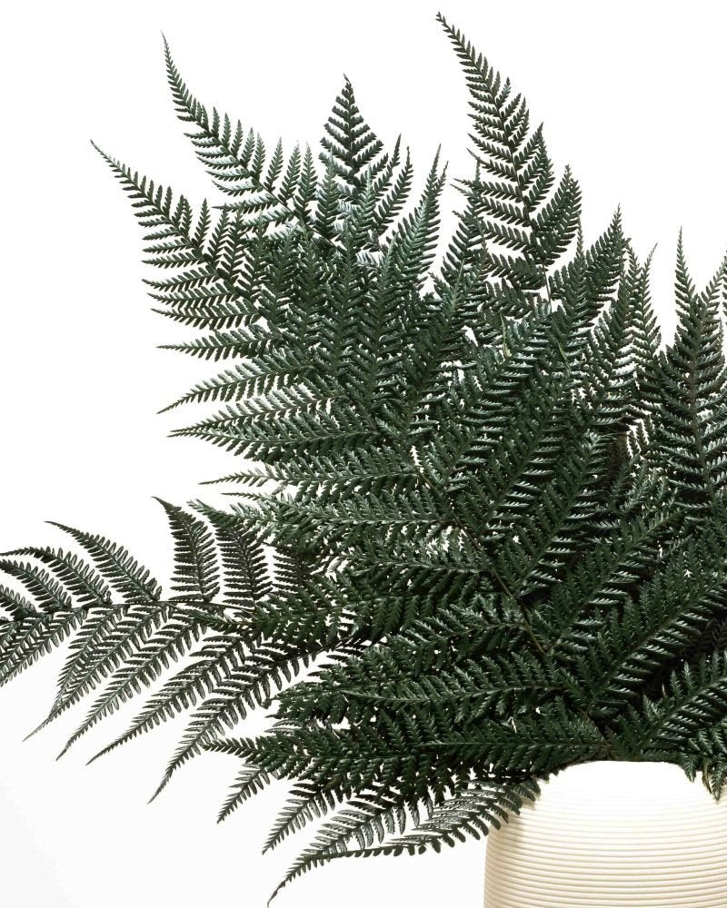 Ormbunke Brilliant – Konserverade Växter, Flora Grossist, torkade-blommor