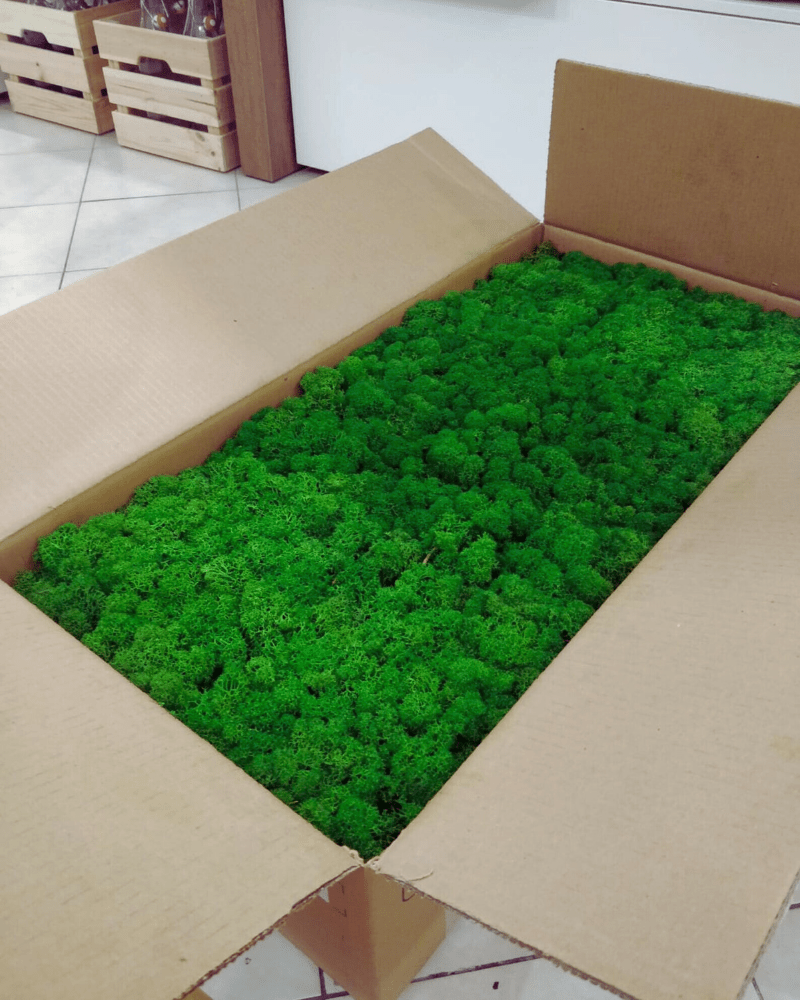 Reindeer Mossa Mörkgrön Bulk 5 Kg – Konserverade Mossa, Flora Grossist, konserverade-blommor