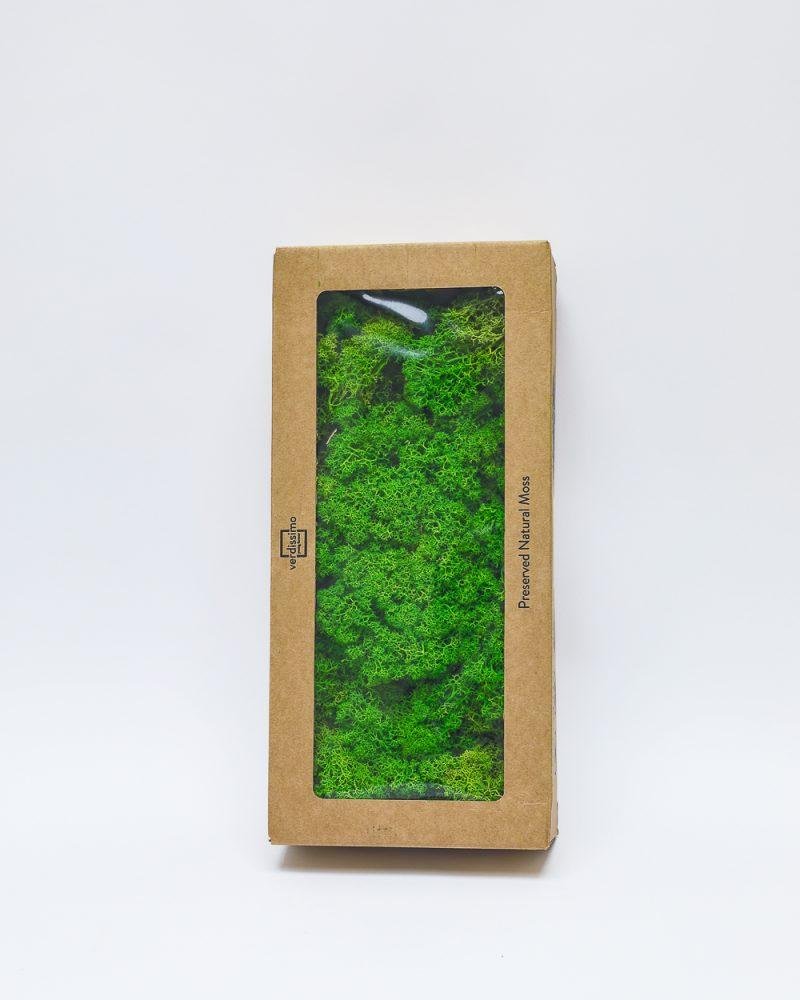 Reindeer Mossa Äpple Grön – Konserverade Mossa, Flora Grossist, konserverade-blommor