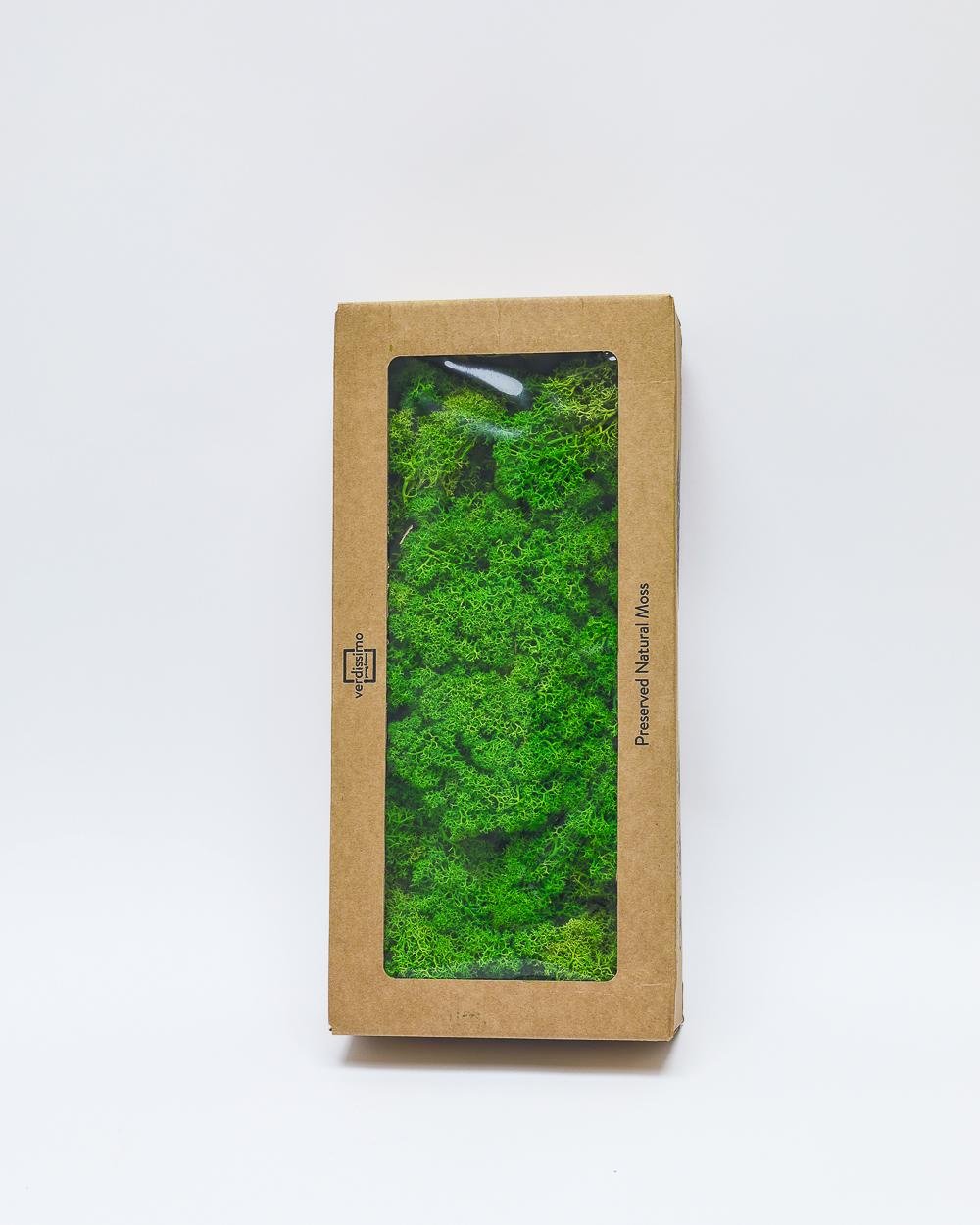 Reindeer Mossa Äpple Grön – Konserverade Mossa, Flora Grossist, konserverade-blommor